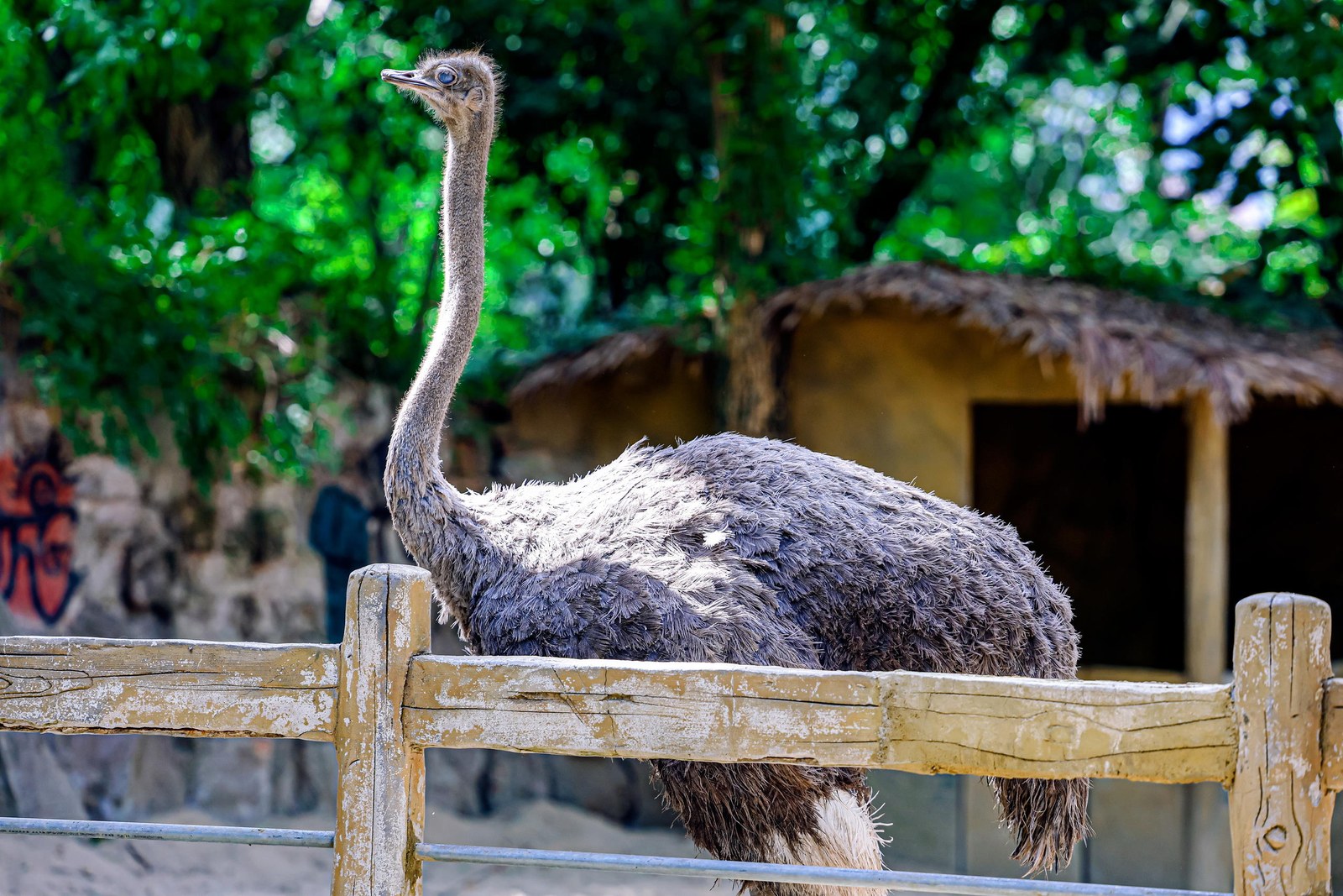 ԰��ͼ��